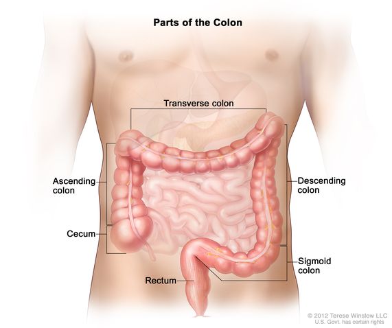 Anatomy colon