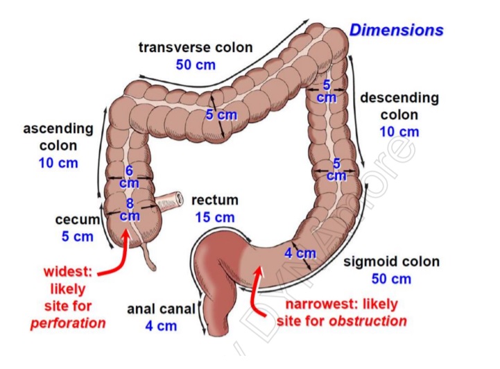 Anatomy colon size