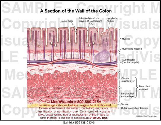Anatomy colon tissues
