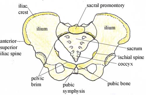 Anatomy female ischial