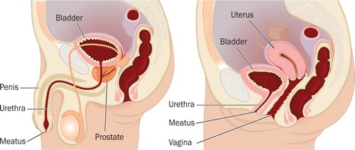 Anatomy female male