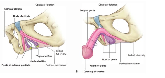 Anatomy female male erectile tissue