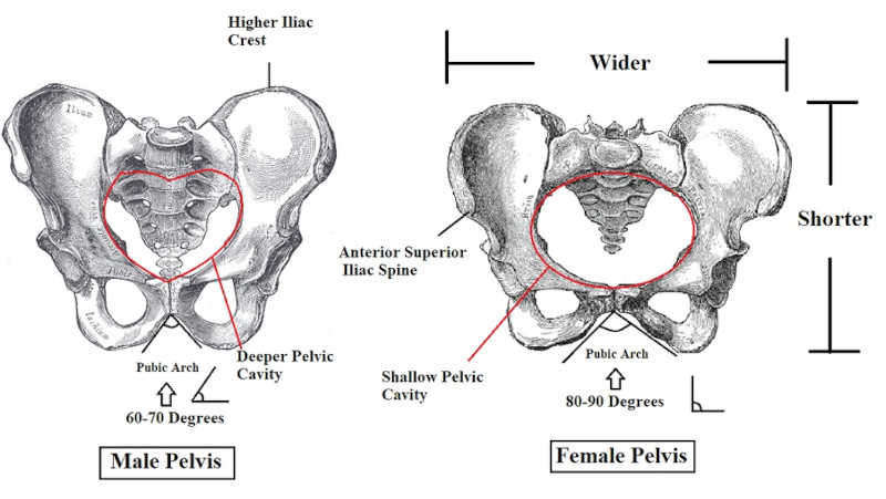Anatomy female male hip