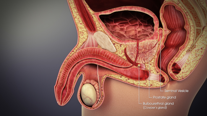 Anatomy male Cowper's glands