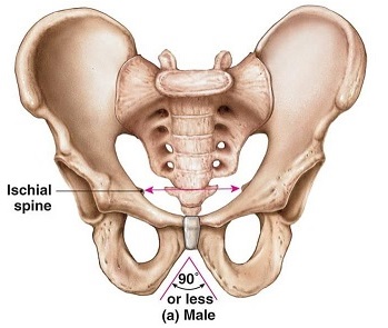 Anatomy male ischial