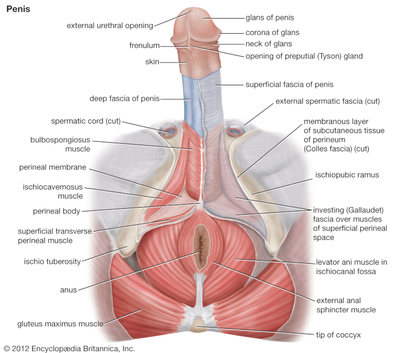 Anatomy penis vulva