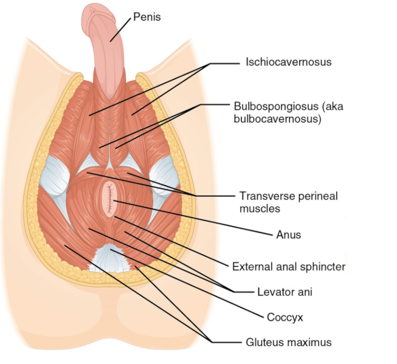 Anatomy male perineum