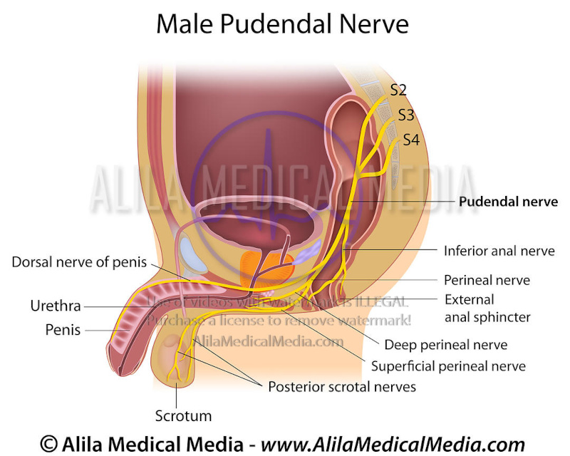 Anatomy male pudendal