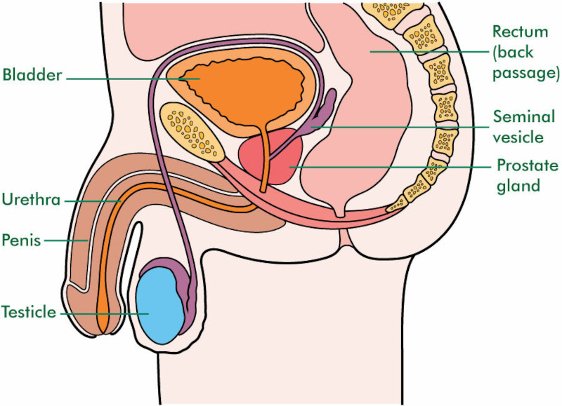 Anatomy male seminal vesicle