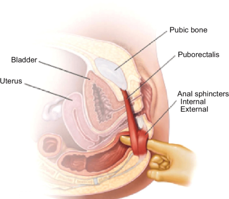 Anatomy puborectalis stretch