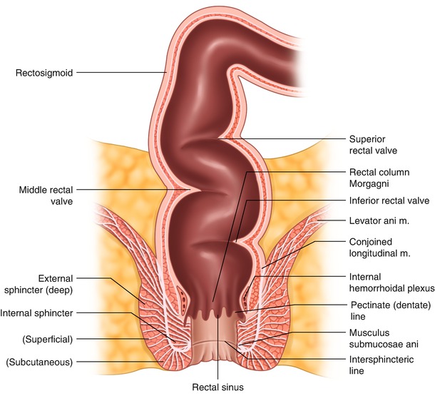 Anatomy rectum