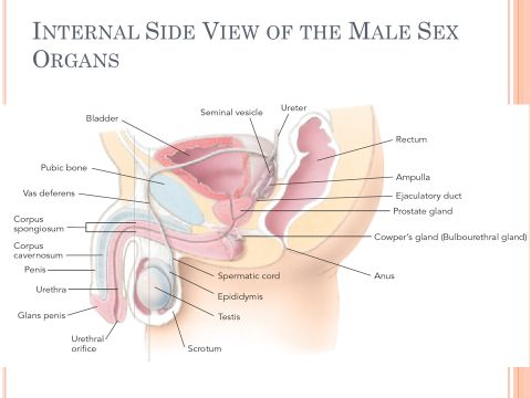 Anatomy rectum angle