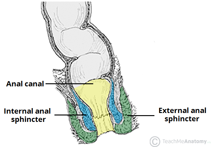 Anatomy sphincter